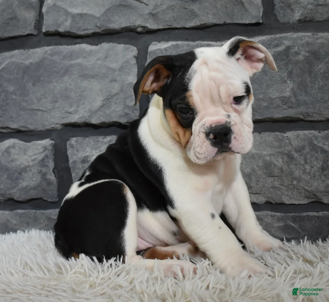 Beabull dogs for sale: Paige  - Ad 1