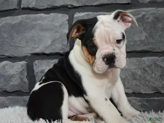 Beabull dogs Paige - Ad 25