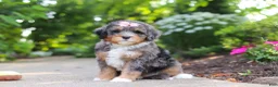 Mini Bernedoodle dogs for sale: Zoey - Ad 1