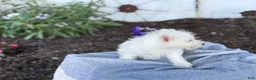 West Highland Terrier dogs for sale: Bentley - Ad 13