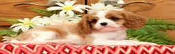 Cavalier King Charles Spaniel dogs for sale: Trudey - Ad 4