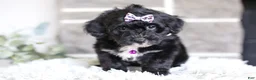 Yorkiepoo dogs for sale: Raven - Ad 13