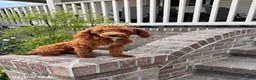 Toy Poodle dogs for sale: Twinkle - Ad 1