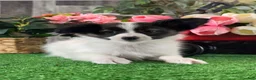 Papillon dogs for sale: Rascal  - Ad 5