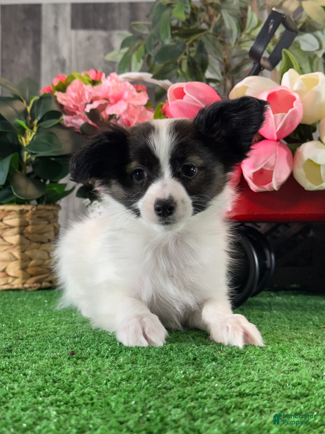 Papillon dogs for sale: Rascal  - Ad 5