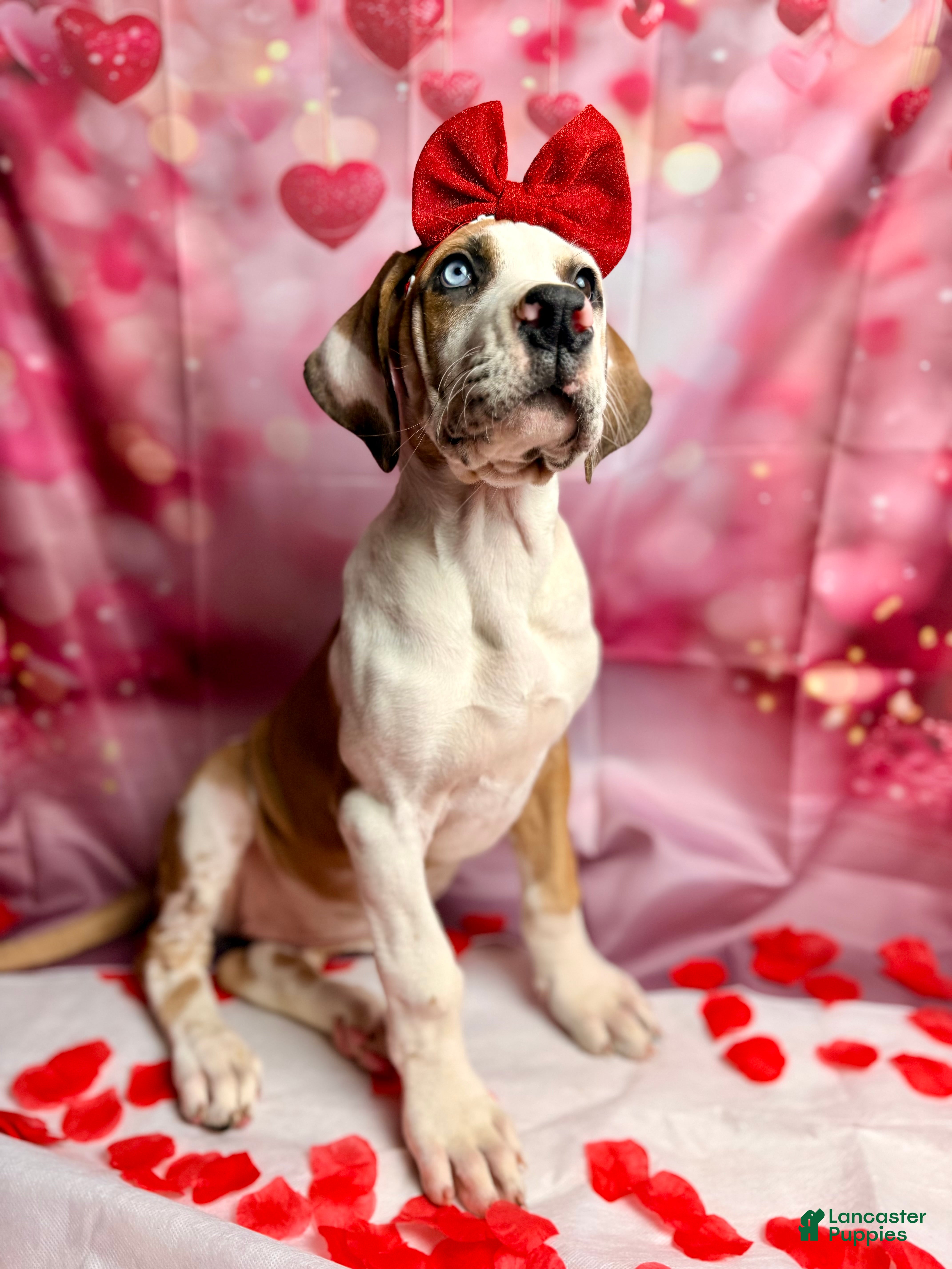 Great Dane dogs Fawnquin (Heavy Euro) - Ad 9