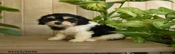 Cavachon dogs for sale: Marcy - Ad 2