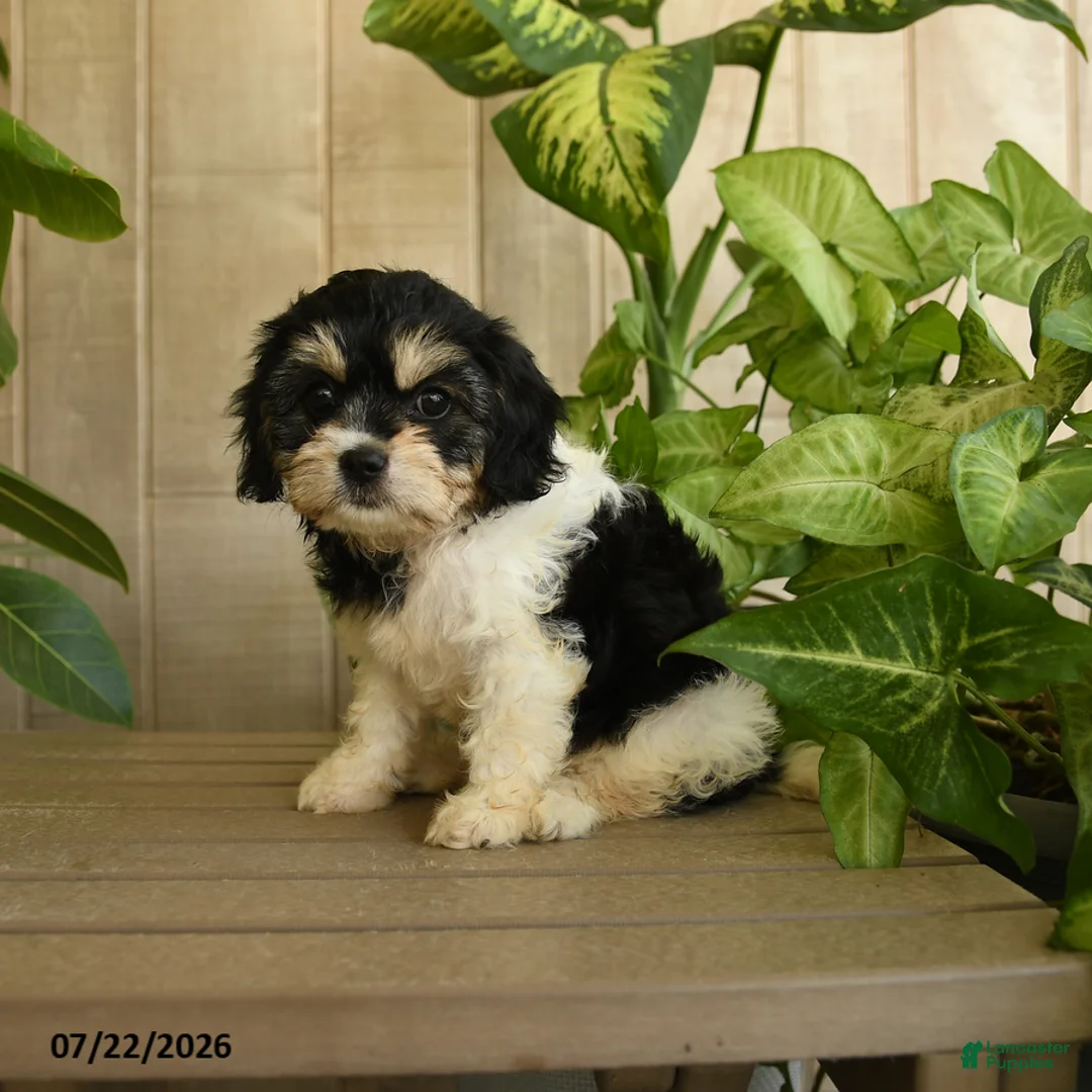 Cavachon dogs for sale: Marcy - Ad 2