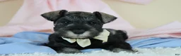 Miniature Schnauzer dogs for sale: Rufus | Miniature Schnauzer  - Ad 11