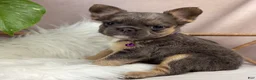 French Bulldog dogs for sale: Nala - Ad 4