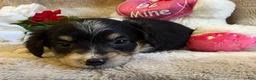 Mixed Breed dogs for sale: Caries - Ad 6