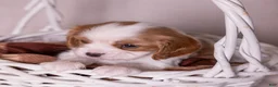 Cavalier King Charles Spaniel dogs for sale: Cheers - Ad 5