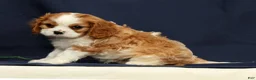 Cavalier King Charles Spaniel dogs for sale: Duke - Ad 4