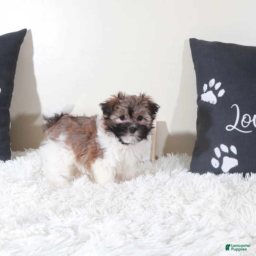 Havanese dogs for sale: Havanese Puppy Delilah - Ad 3