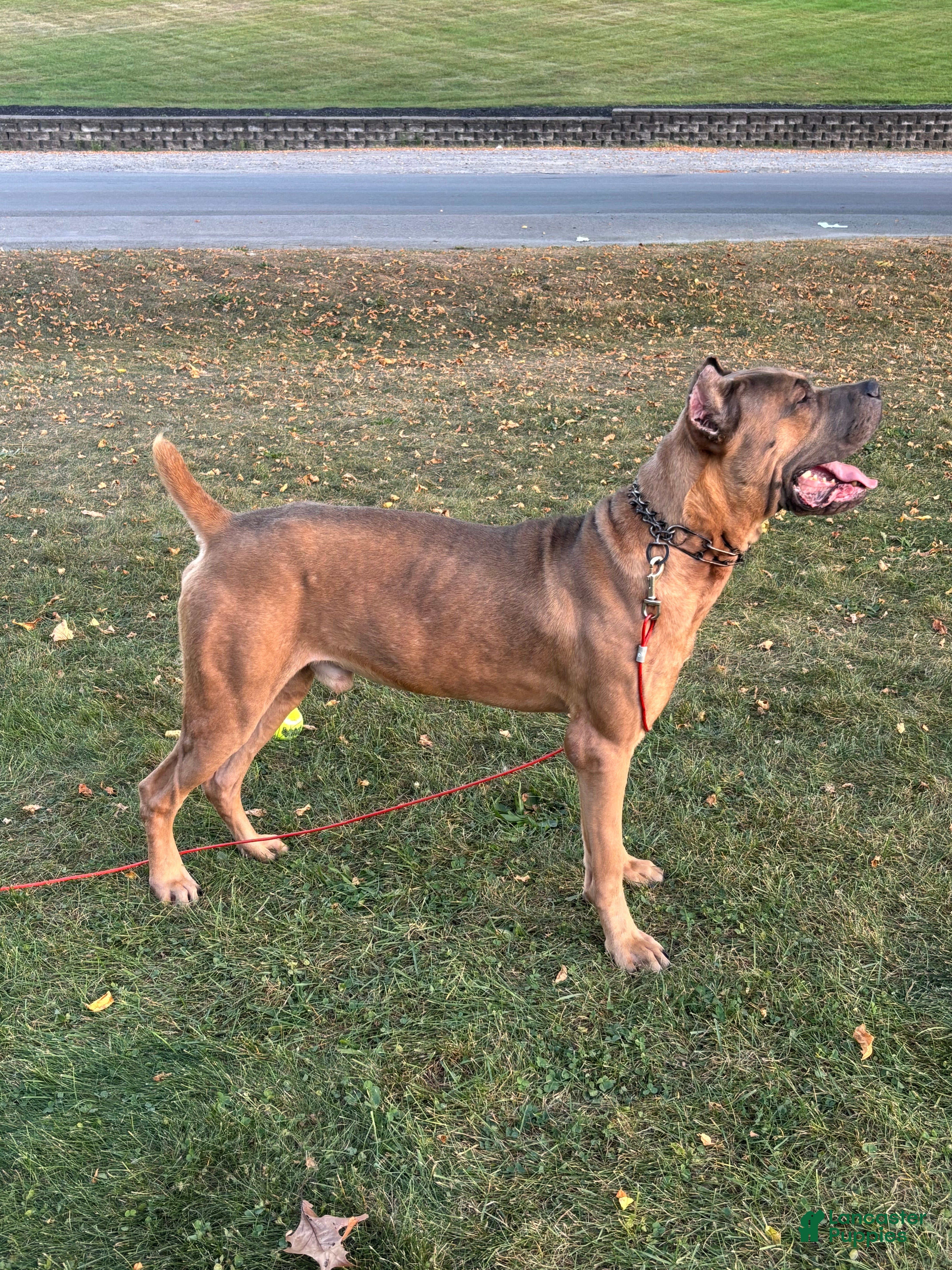 Cane Corso dogs Kane  - Ad 41