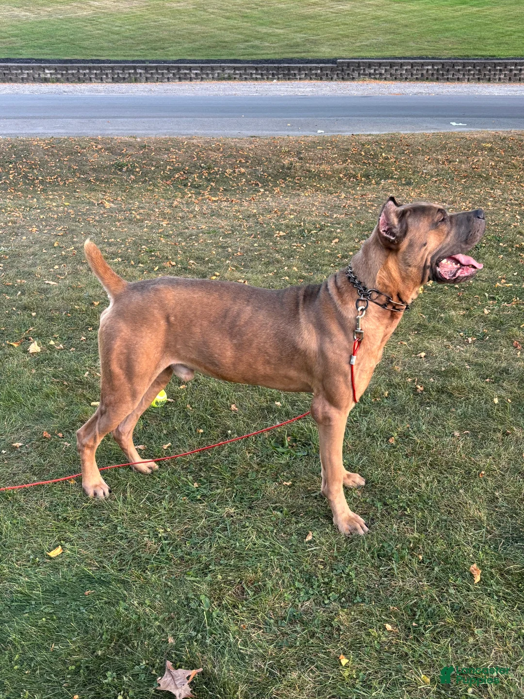 Cane Corso dogs for sale: Kane  - Ad 1