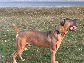 Cane Corso dogs Kane - Ad 41