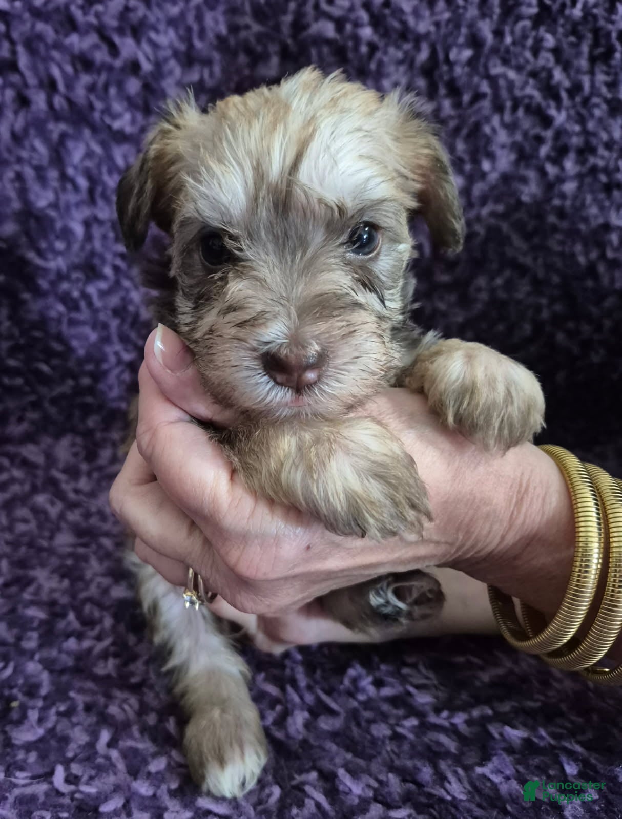 Miniature Schnauzer dogs for sale: Girl 1 - Ad 2