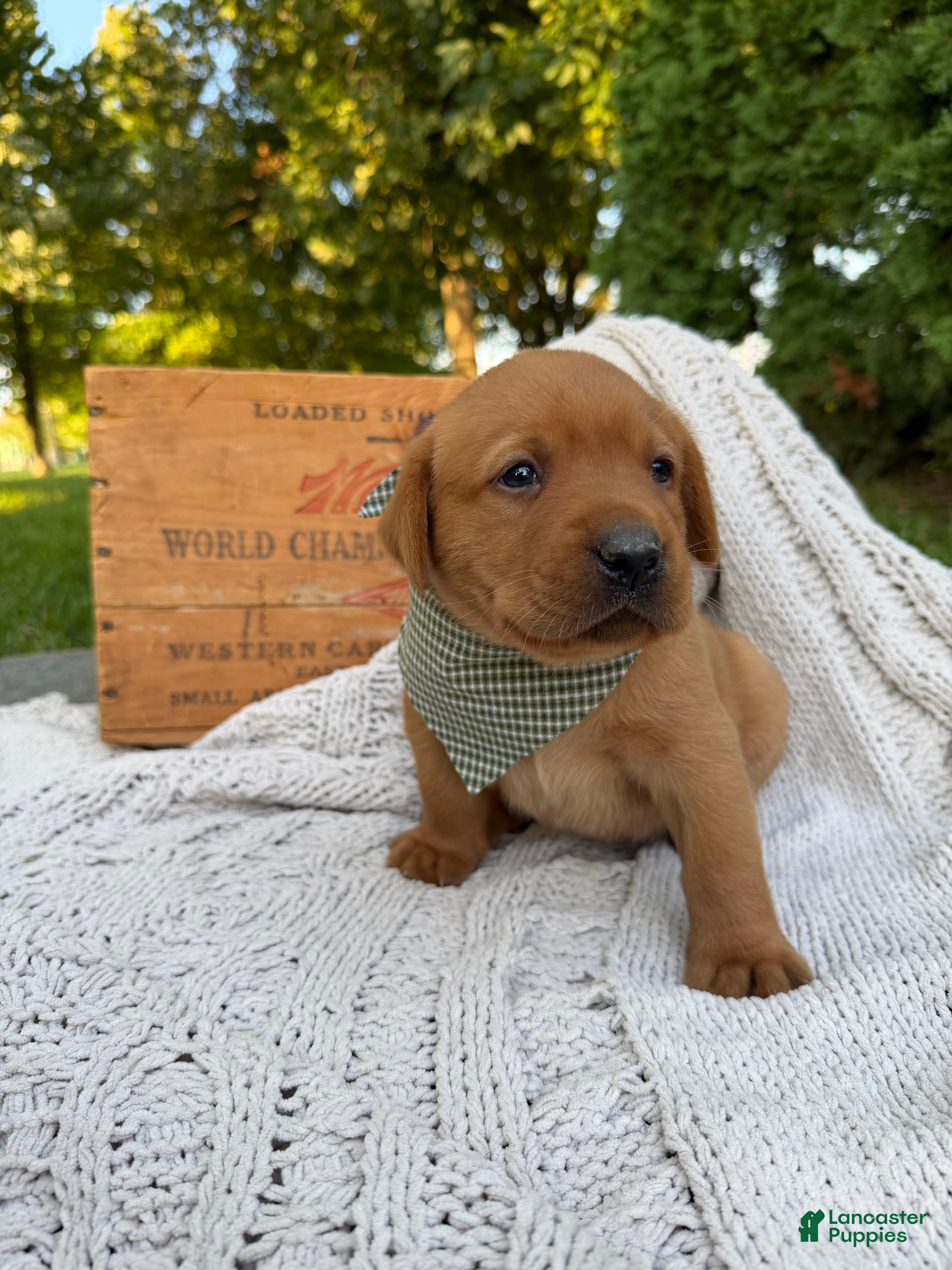 Labrador Retriever dogs River - Ad 1