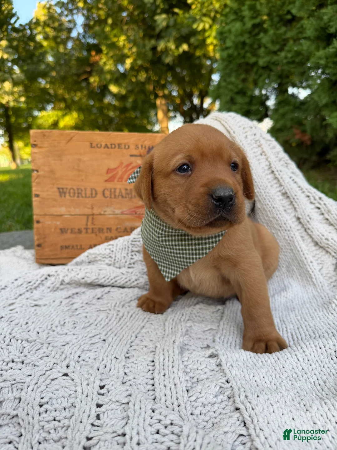 Labrador Retriever dogs for sale: River - Ad 1