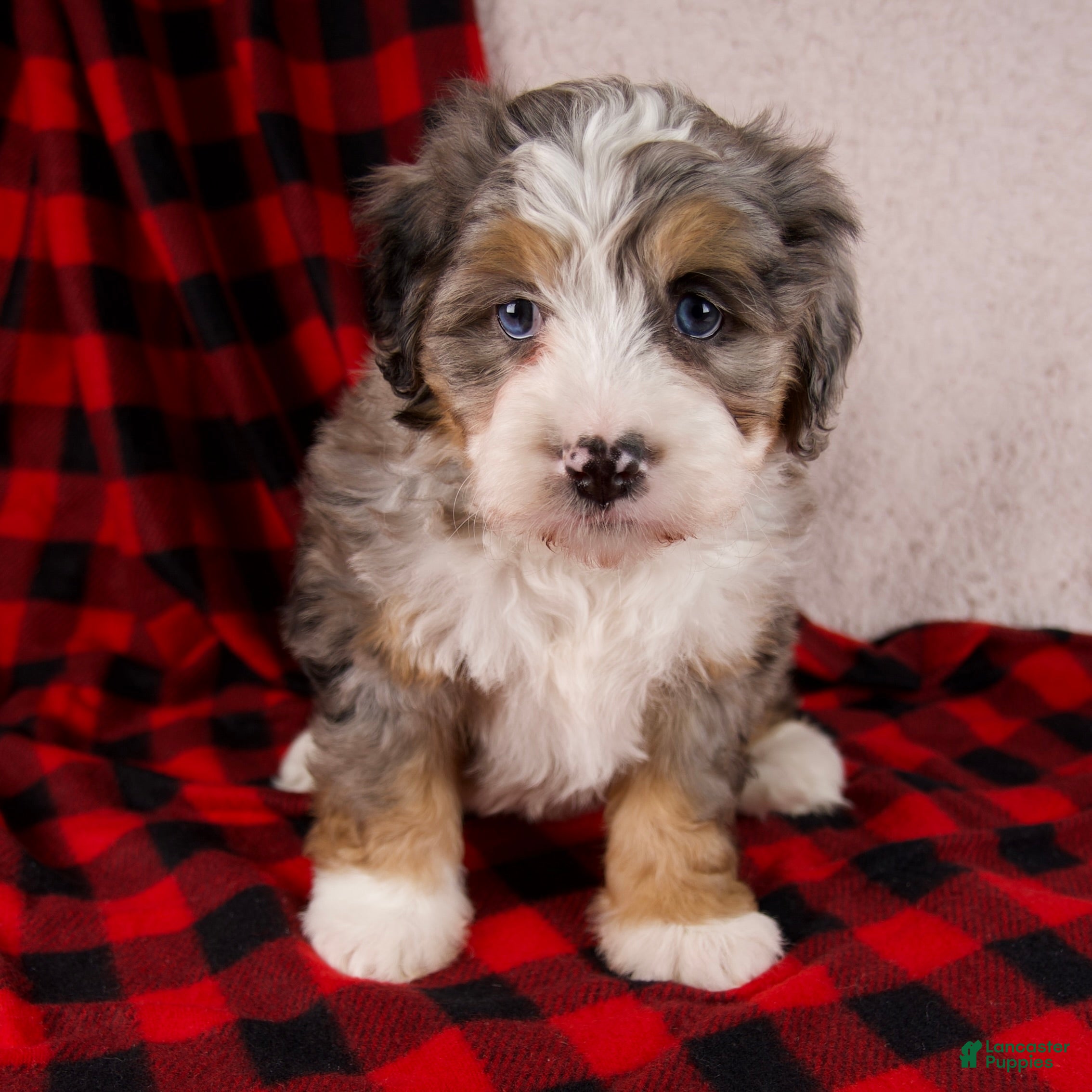 Mini Bernedoodle dogs Mercy Girl *Potty Training* - Ad 2