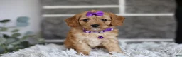 Cavapoo dogs for sale: Rosie - Ad 10