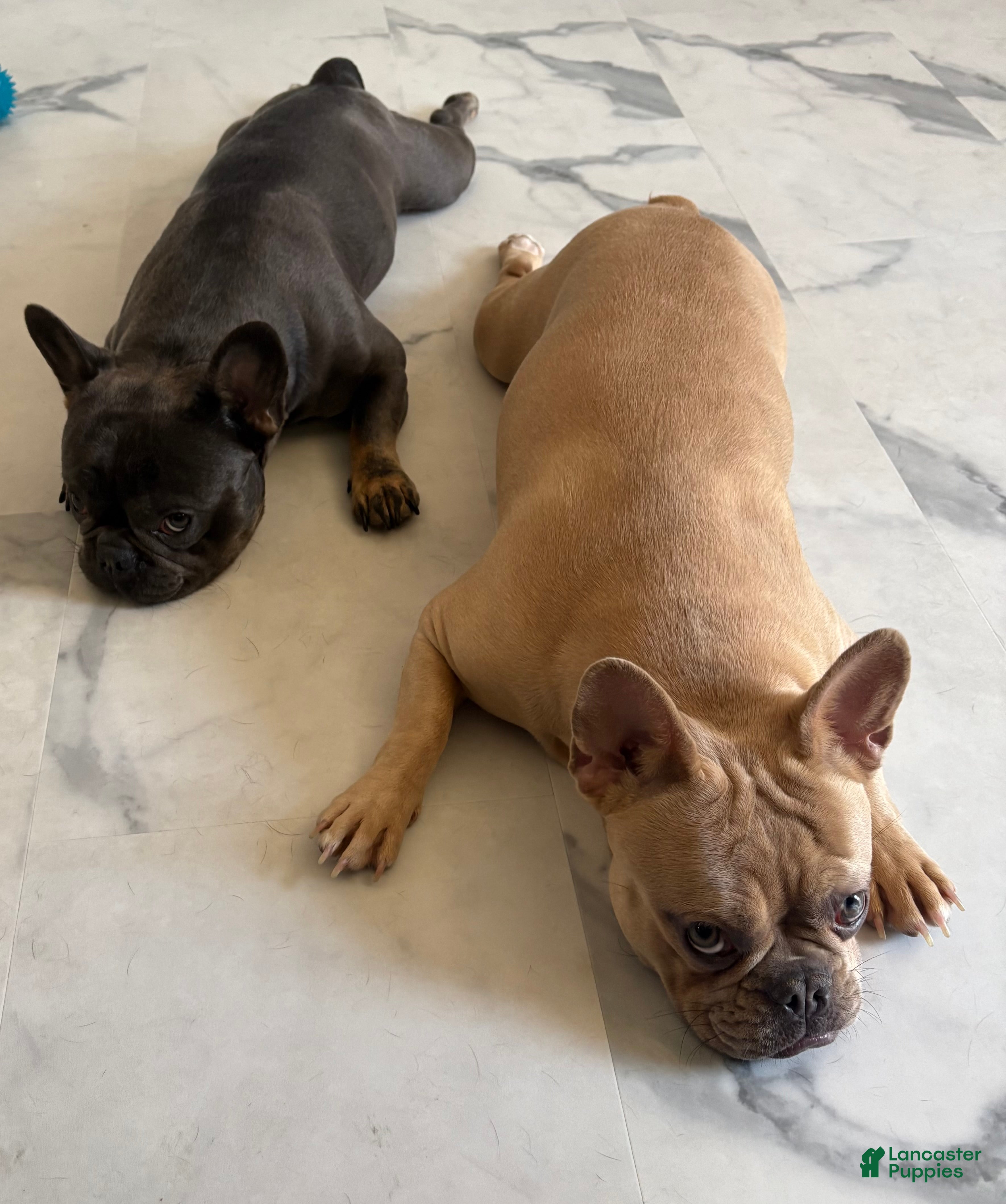 French Bulldog dogs Mrs Mercado  - Ad 13