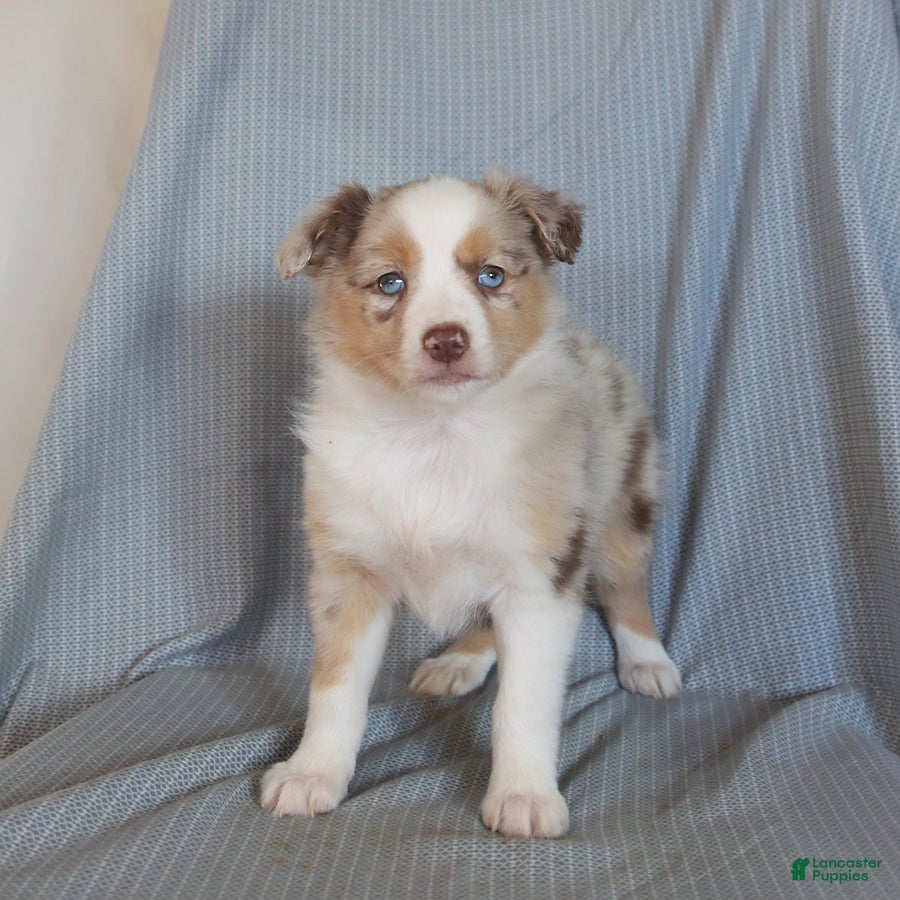 Miniature Australian Shepherd dogs Bubbles - Ad 2