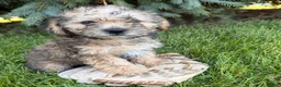 Shorkie dogs for sale: Luca - Ad 1