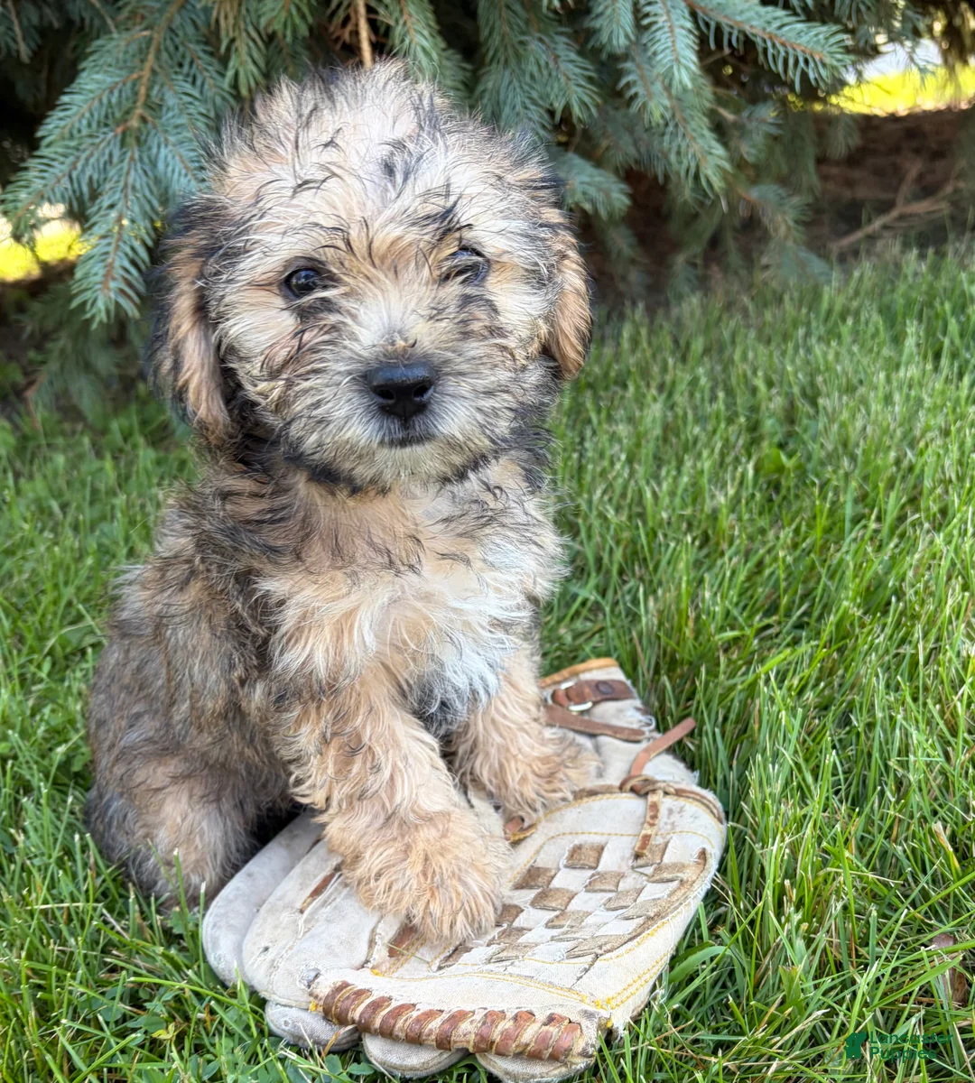 Shorkie dogs for sale: Luca - Ad 1