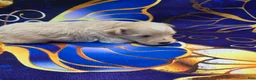 Maltipoo dogs for sale: Titan - Ad 4