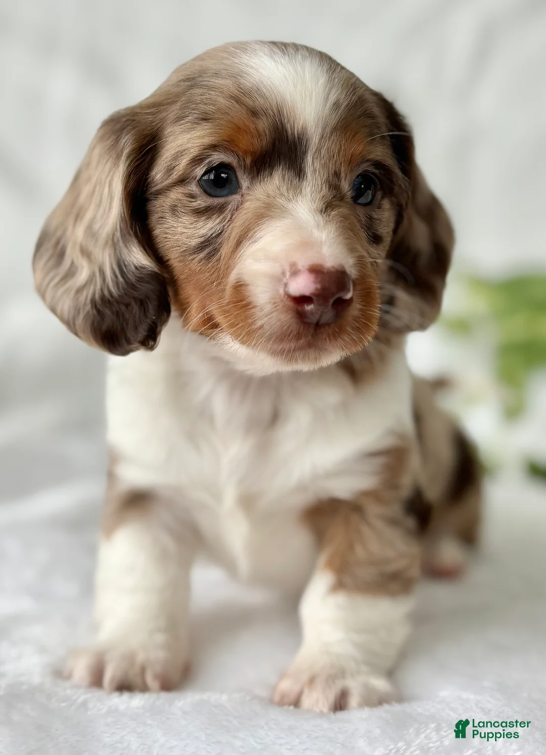 Miniature Dachshund dogs for sale: Special Baby Miniature Dachshund  - Ad 11