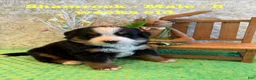 Bernese Mountain Dog dogs for sale: Shamrock - Ad 5