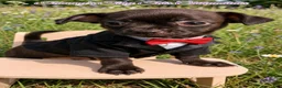 Chihuahua dogs for sale: Chihuahua 1 - Ad 8