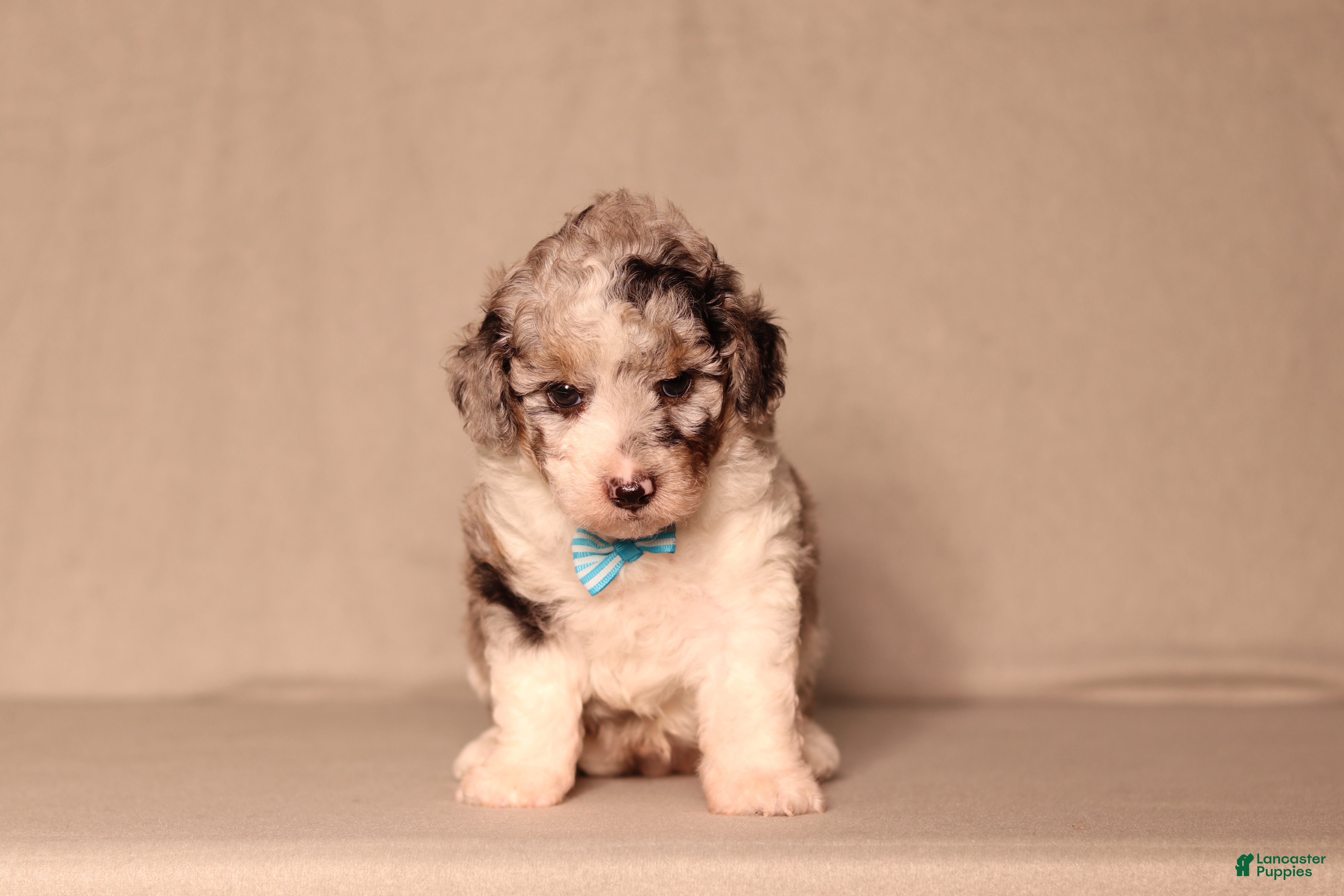 Miniature Poodle dogs Bandit - Ad 2