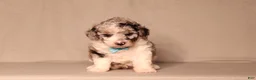 Miniature Poodle dogs for sale: Bandit - Ad 2