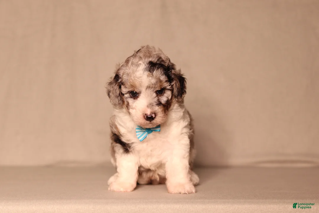 Miniature Poodle dogs for sale: Bandit - Ad 2