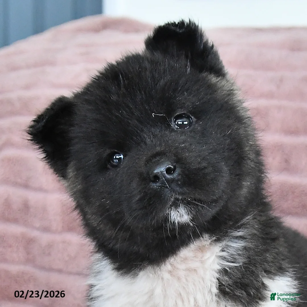 Akita dogs for sale: Bella Mia - Ad 2