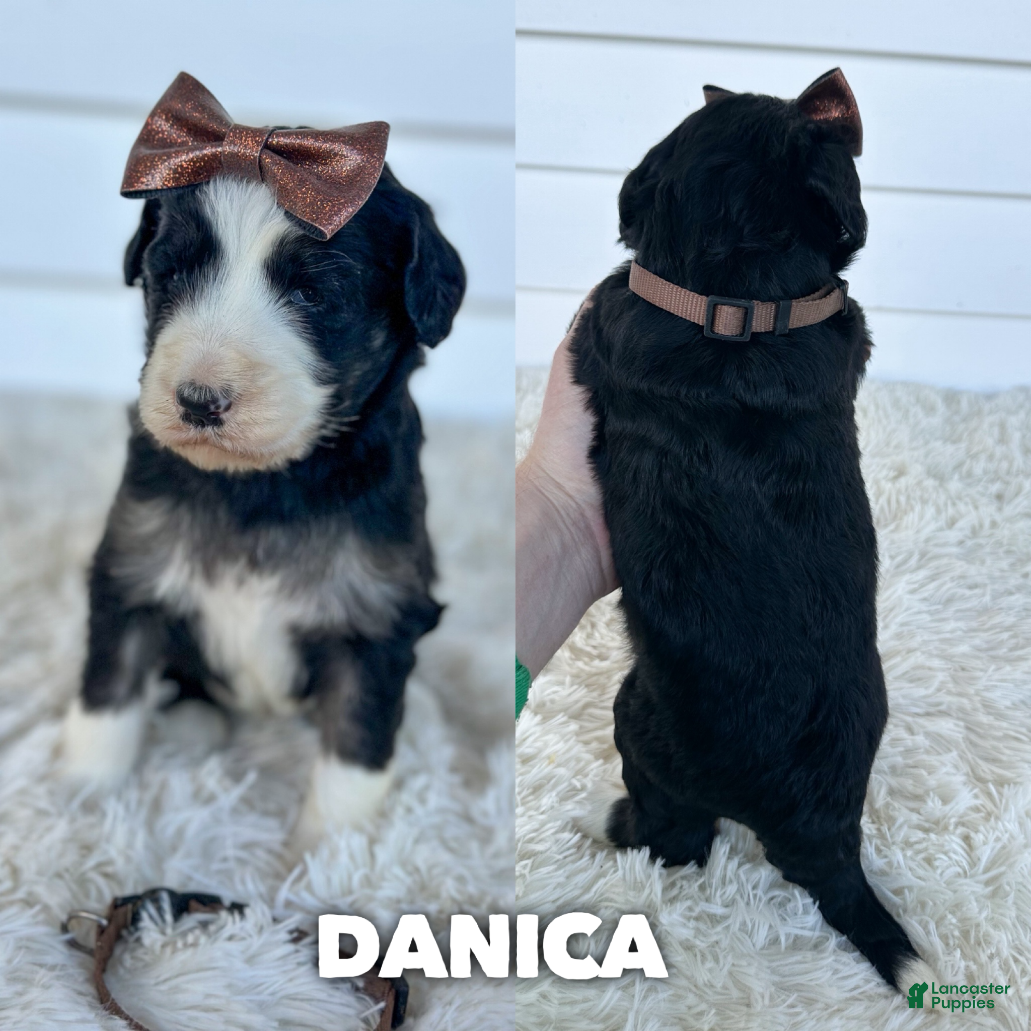 Danica (Aussiedoodle, Female) in Columbia City, IN