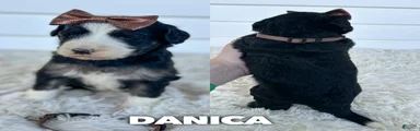 Danica - standard f1b