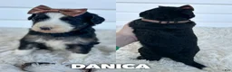 Aussiedoodle dogs for sale: Danica - standard f1b - Ad 1