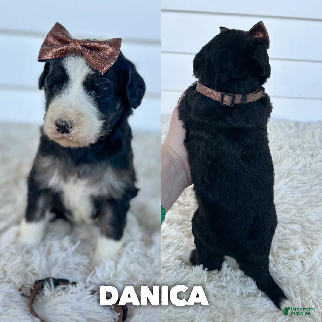 Aussiedoodle dogs for sale: Danica - standard f1b - Ad 1
