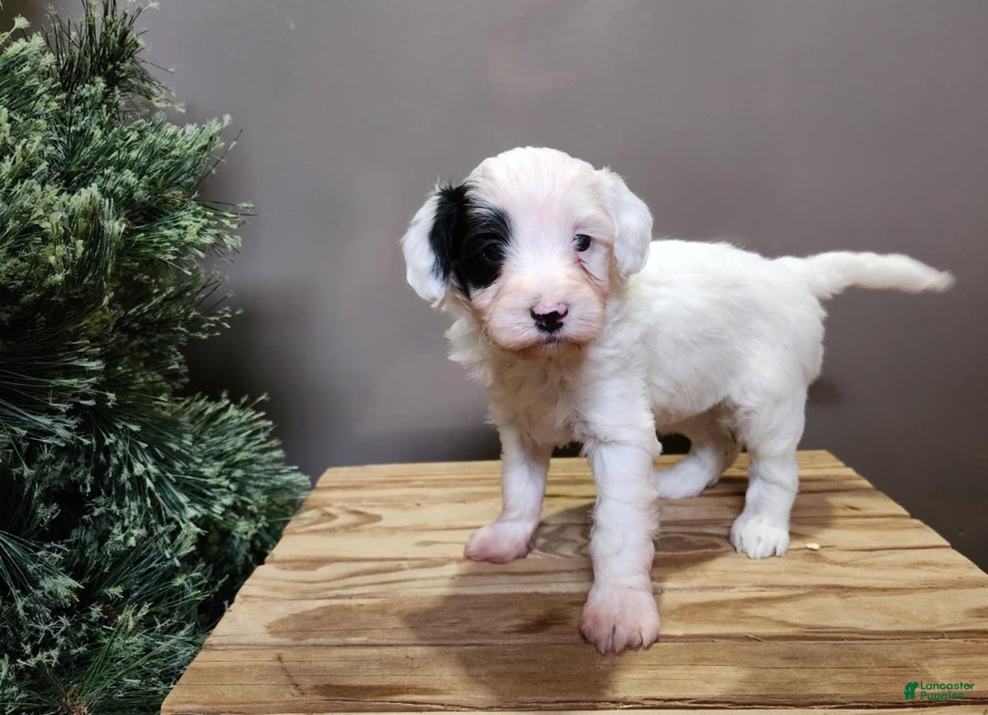 Mini Bernedoodle dogs for sale: Sparkle - Ad 7