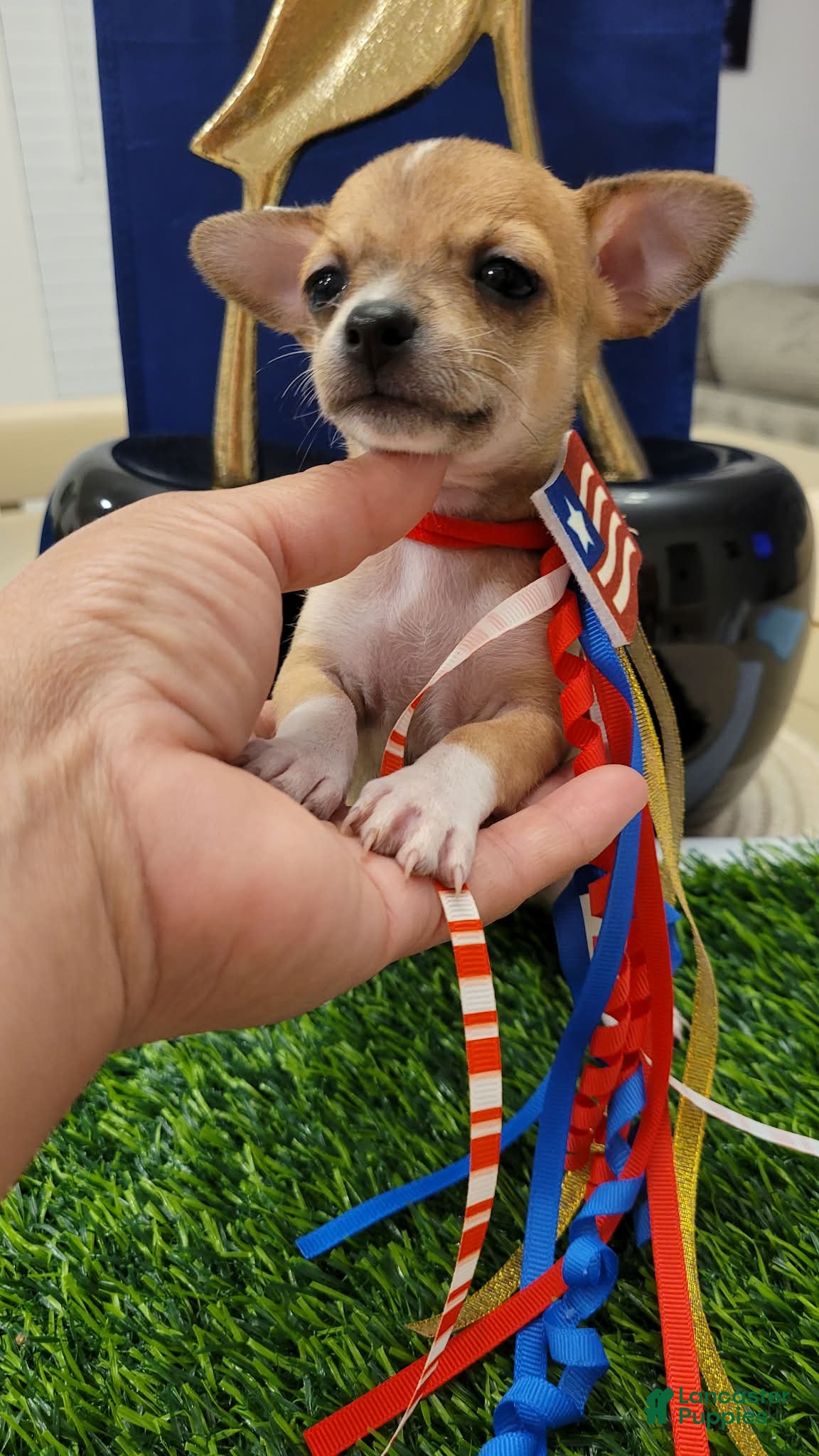 Chihuahua dogs POCKET SIZE APPLEHEAD CHIHUAHUA MINI - Ad 20