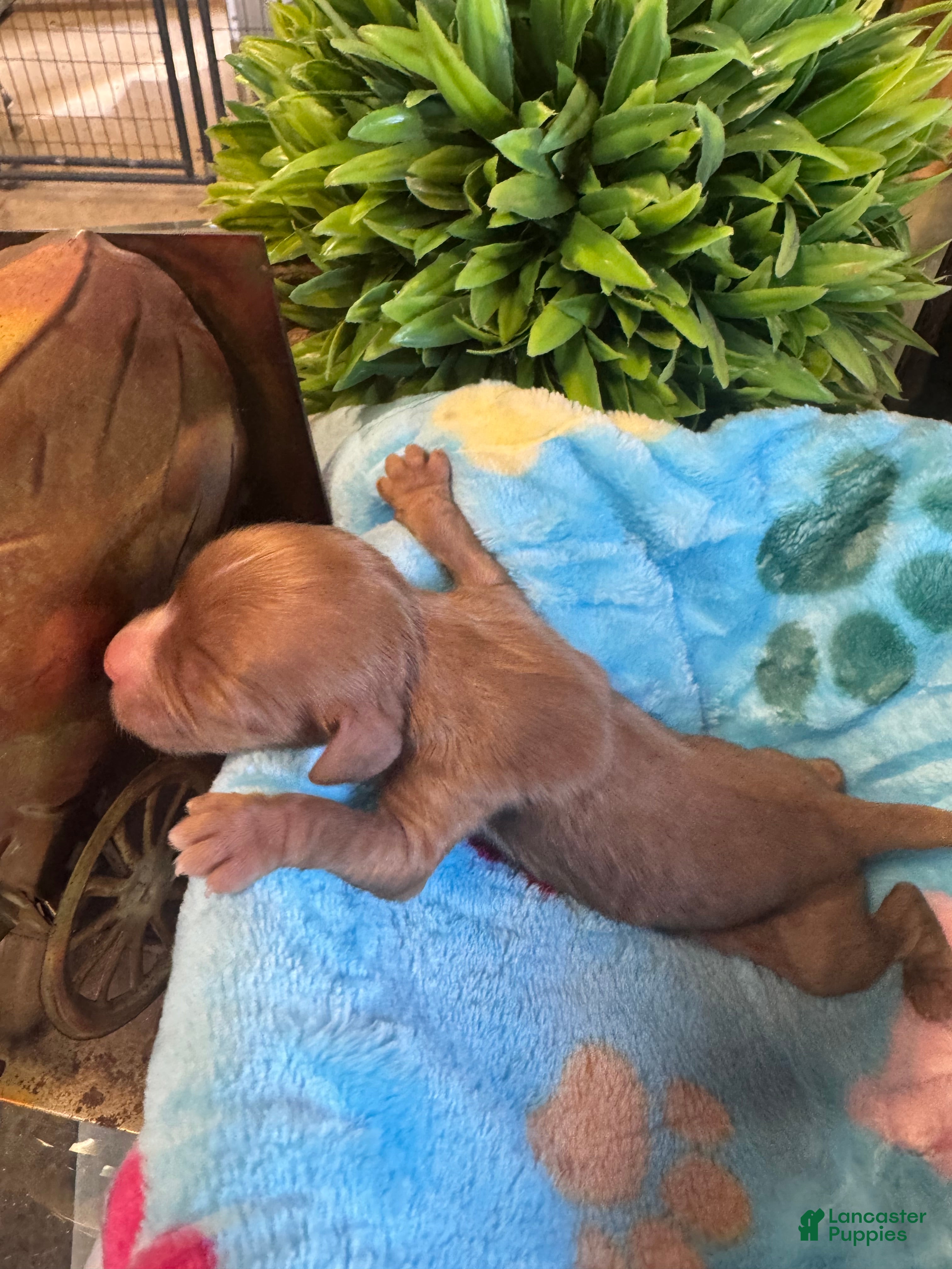 Cavapoo dogs for sale: Copper - Ad 2