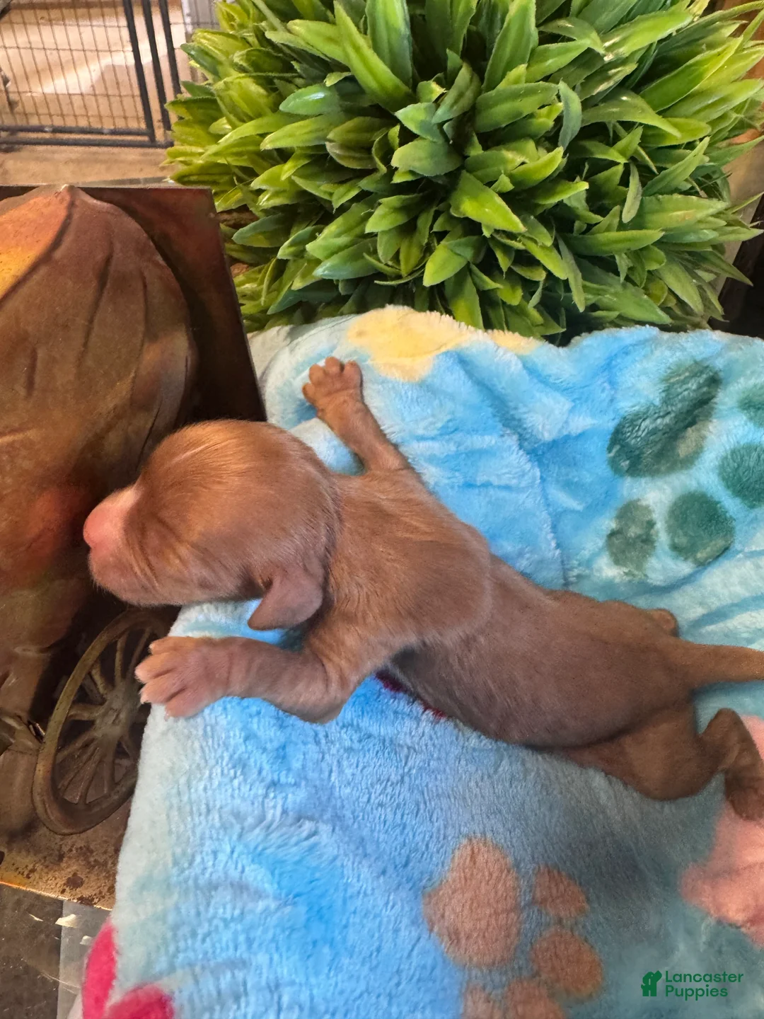Cavapoo dogs for sale: Copper - Ad 2