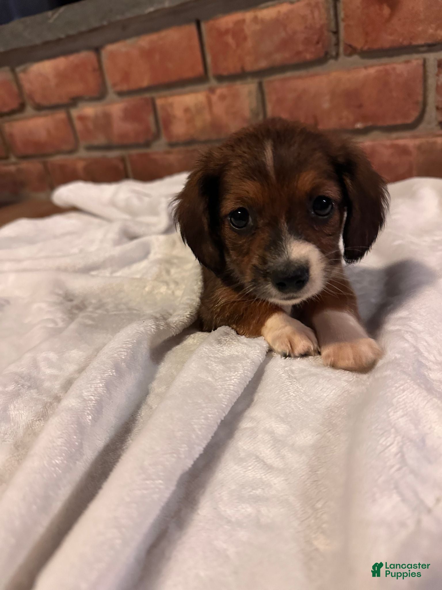 Dachshund dogs Female One - Ad 2