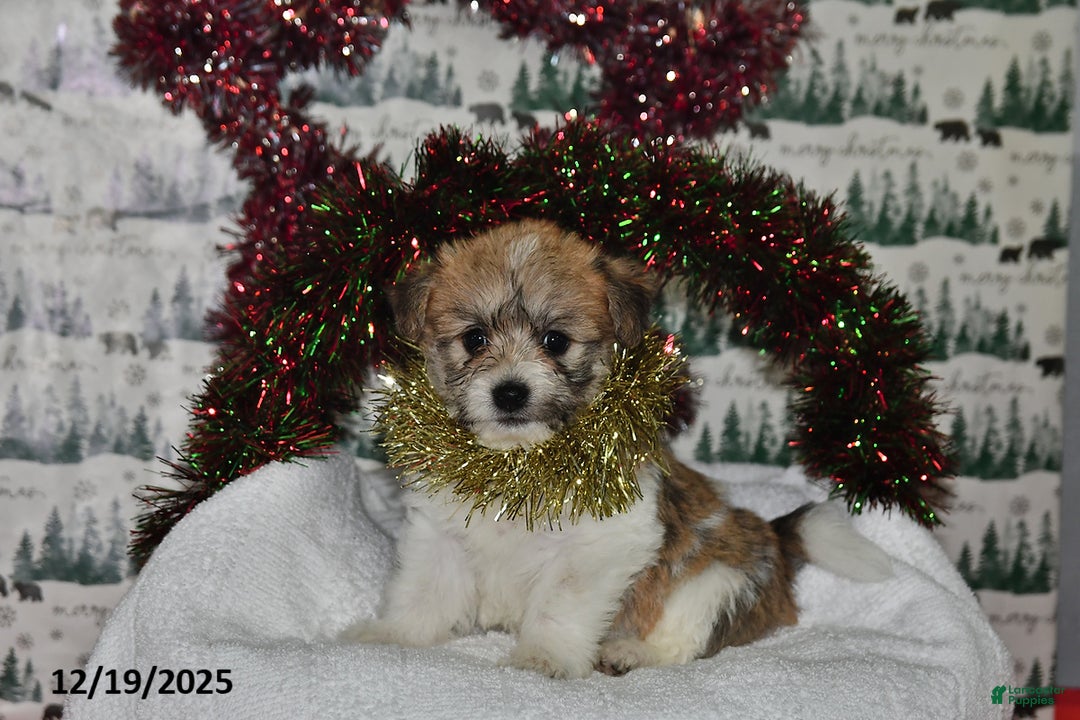 Mixed Breed dogs for sale: Sheila - Ad 1