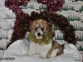 Mixed Breed dogs Sheila - Ad 12