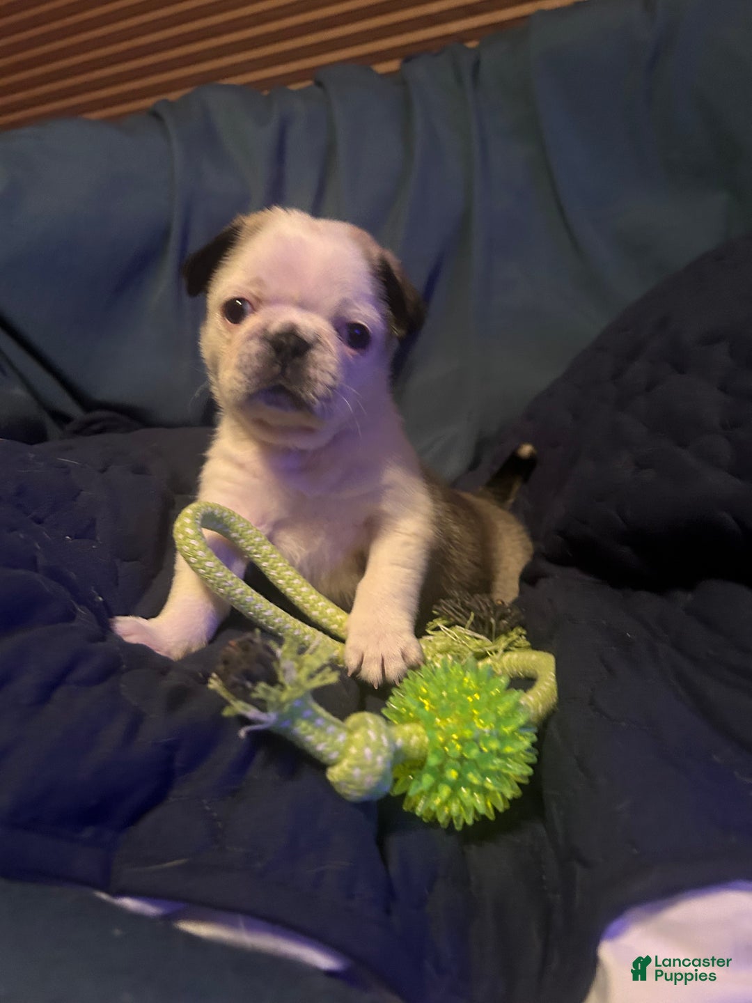 Pug dogs for sale: Mable - Ad 3